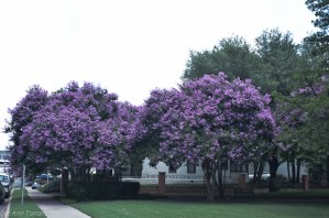 Lavender_Crape_Myrtle_Lee_Ann_Torrans-1-of-6