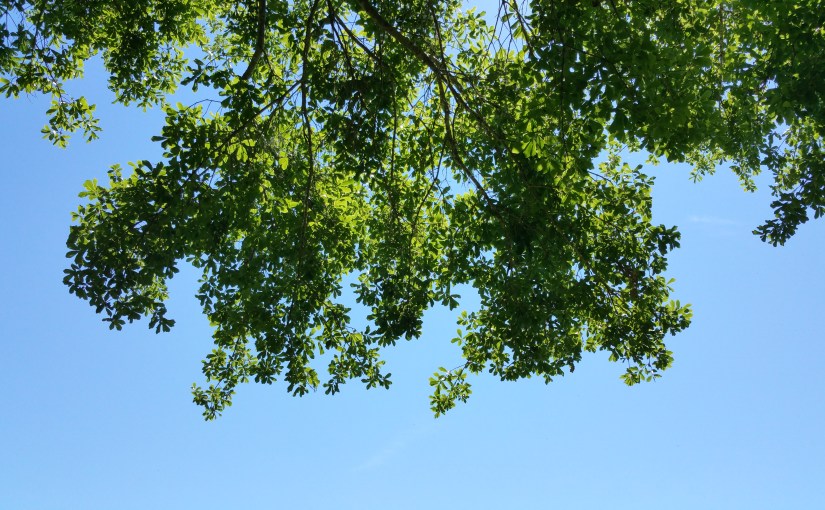 Springtime Reflections