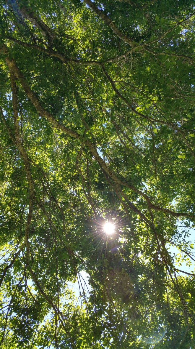 springtime reflections tree from back